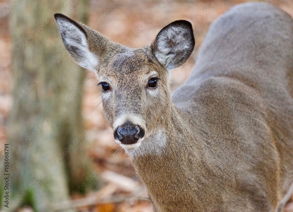 Isolated photo of a cute wild deer in forest in autumn Isolated photo of a cute wild deer in forest in autumn