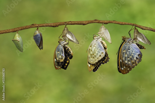 Transformation of Common Archduke butterfly emerged from chrysalis ( Lexias pardalis jadeitina ) photo