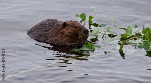 Beautiful background with a beaver eating leaves in the lake