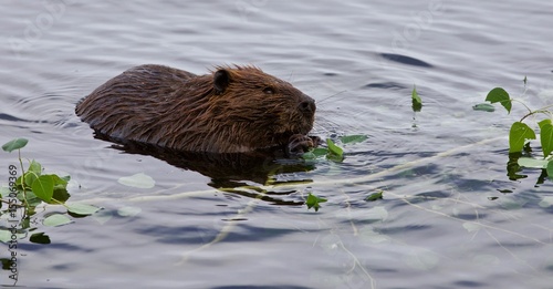 Photography Beautiful isolated image of a beaver eating leaves in the lake