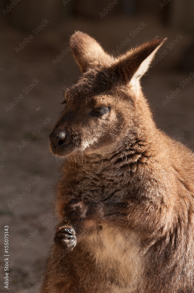 Wallaby Wallaby