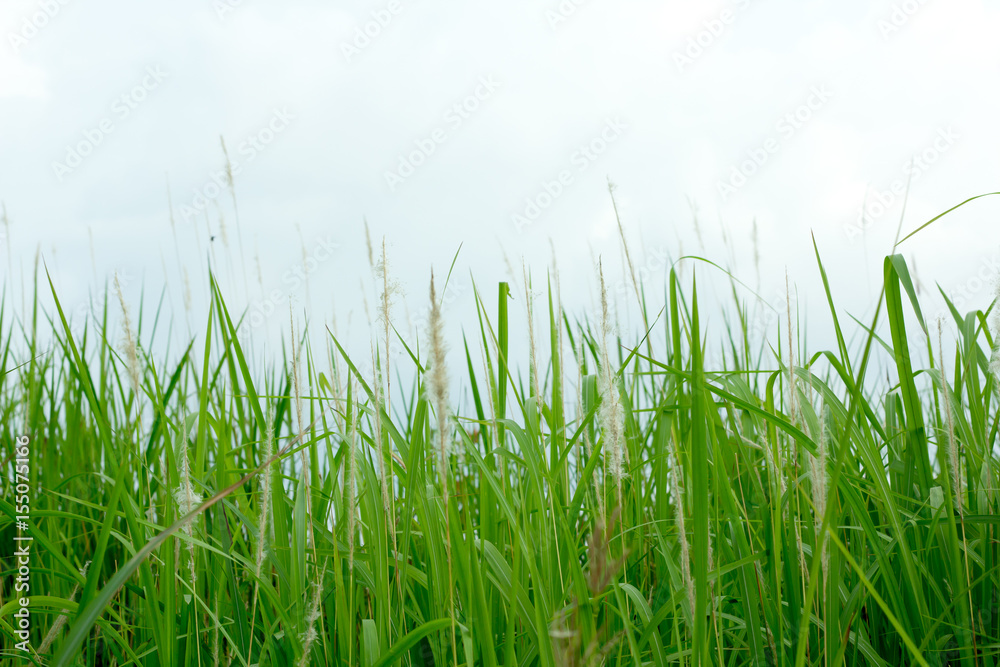 Grass grass under blue sky and clouds