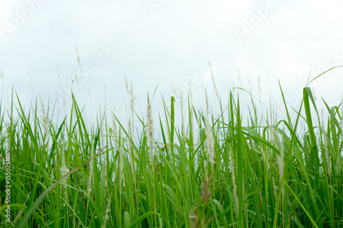 Grass grass under blue sky and clouds