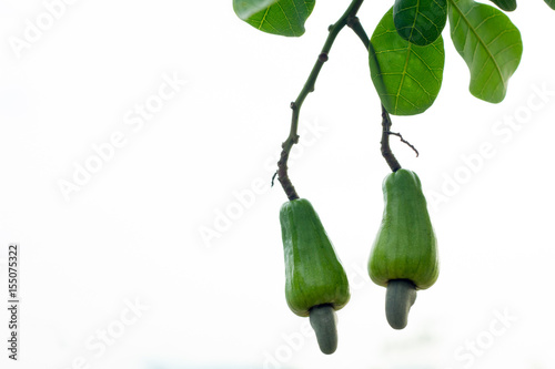 Cashew fruit on the tree photo
