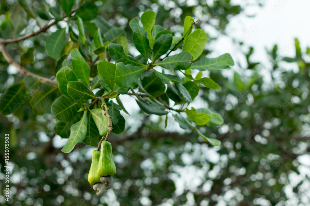 Cashew fruit on the tree