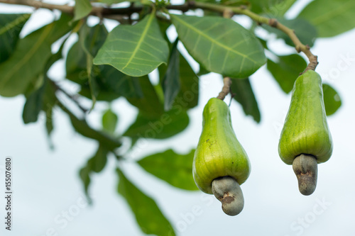 Cashew fruit on the tree