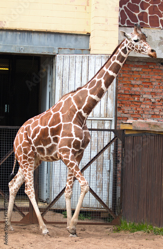 Giraffe in the Zoo