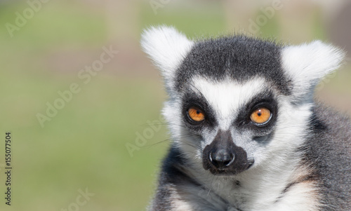 lemur © BeatrizMaria