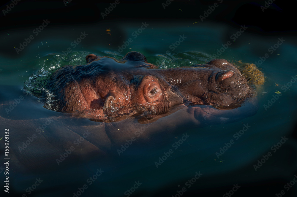 hipopótamo en el agua