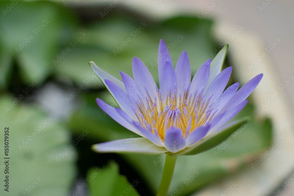 Beautiful of water lily for background. Beautiful of water lily for background.