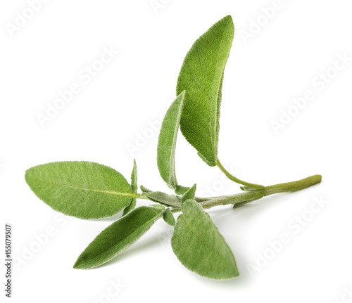 Foto fresh  sage sprig