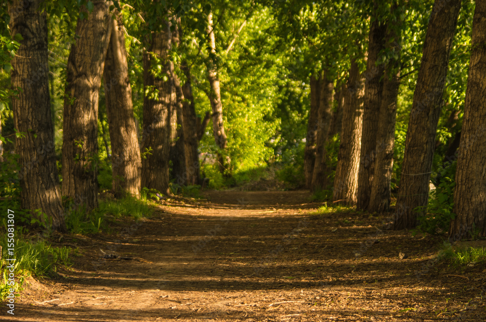 Fototapeta premium Empty alley of old trees at sunset on a spring or summer evening