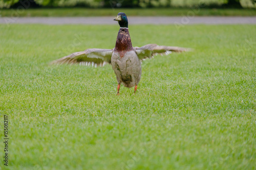 Obraz na plátně Duck on grass.