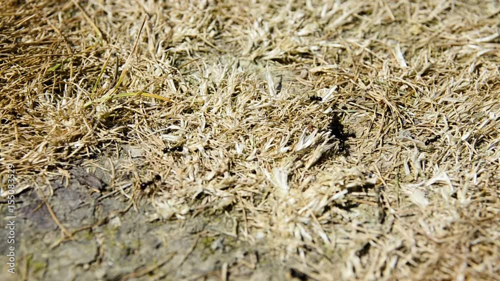 black ants on hay black ants on hay