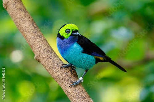 Paradise Tanager