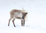 The reindeer costs on a snow-covered glade