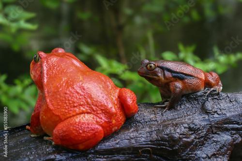 Fényképezés a pair of adult Tomato frogs in natural background, selective focus