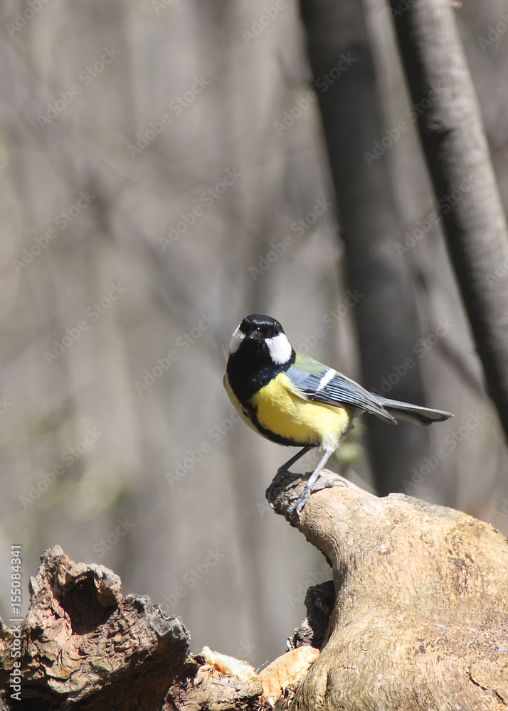 Naklejka premium The titmouse sits on a stump