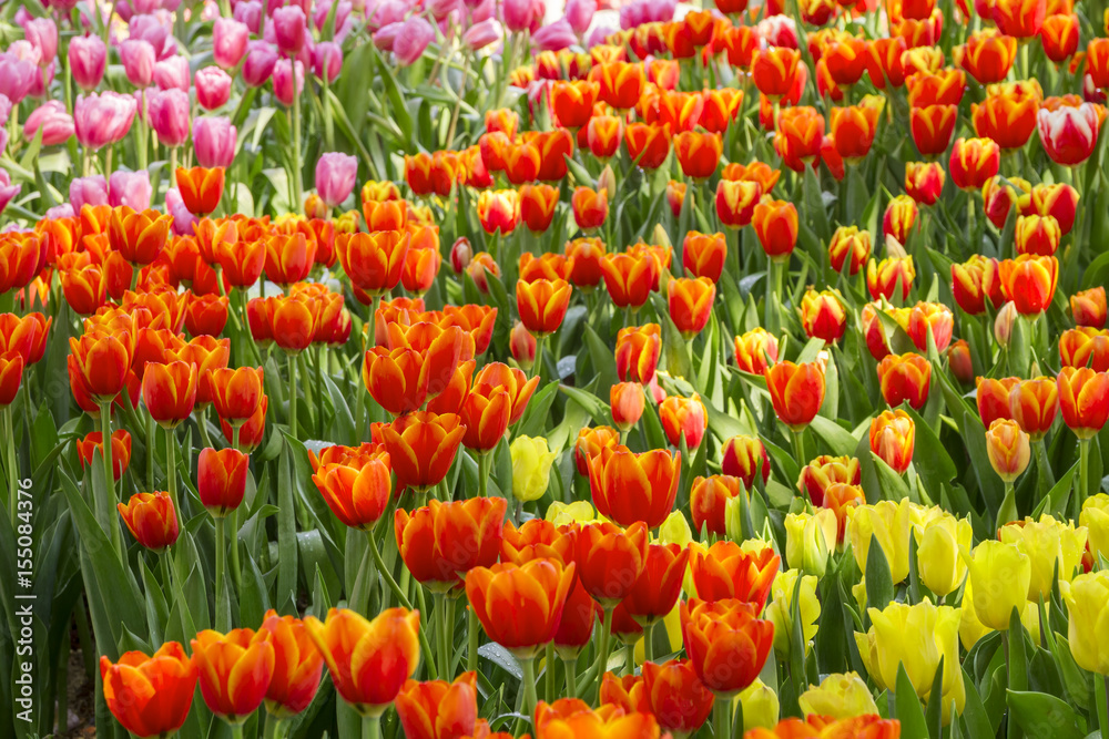 Fototapeta premium Fresh colorful tulips in warm sunlight