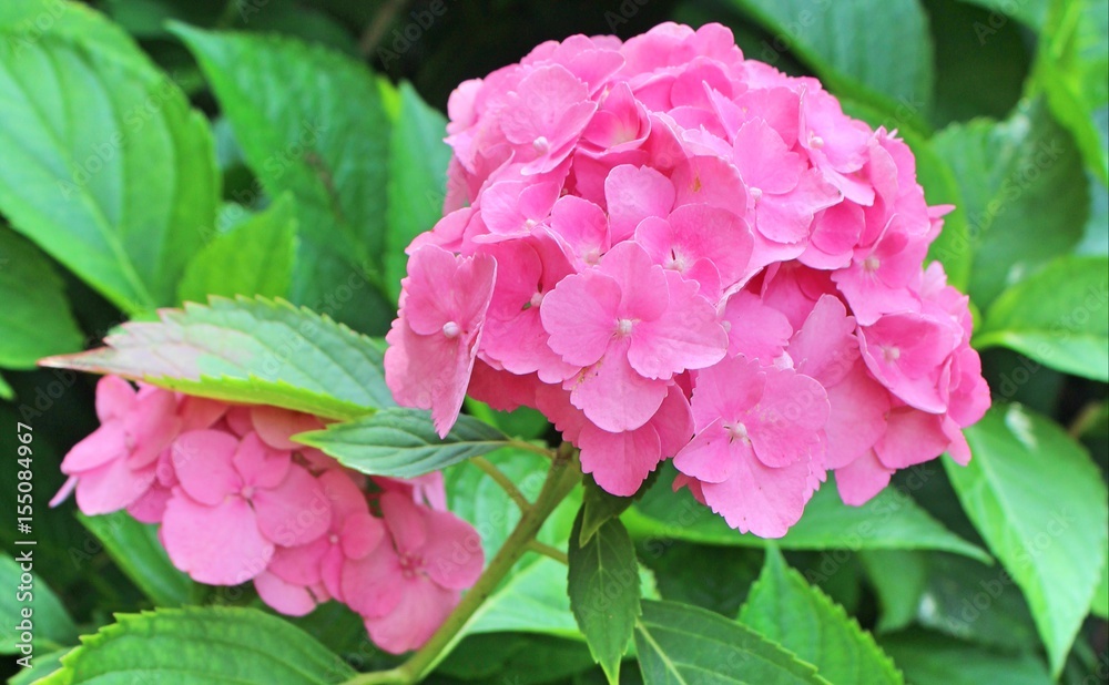 Blooming pink hydrangea