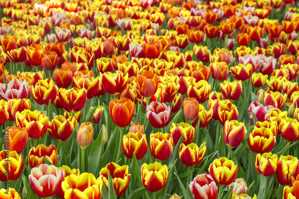 Fresh colorful tulips in warm sunlight