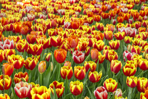 Fresh colorful tulips in warm sunlight photo