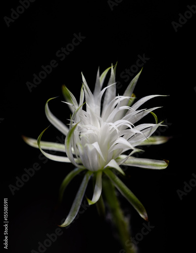 Still Life Cactus Echinopsis Mirabilis Flower Blooming on Black Background - Cacti Plant Collection