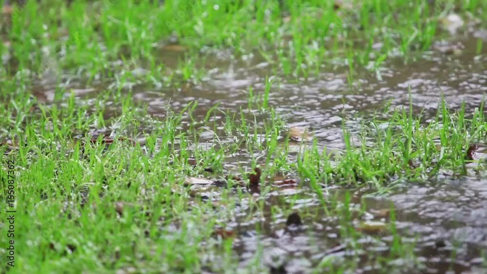 Patchy lawn with puddles in the rain Patchy lawn with puddles in the rain