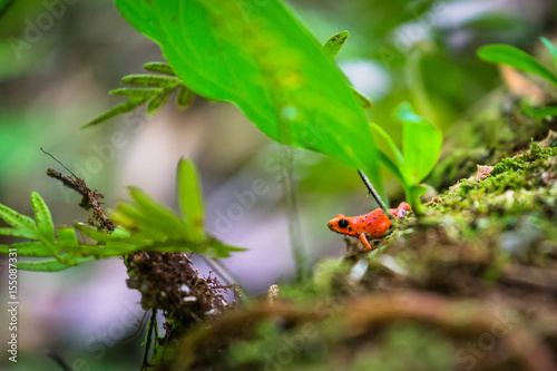 A red strawberry poison-dart frog at the Red Frog Beach, Bocas del Toro, Panama