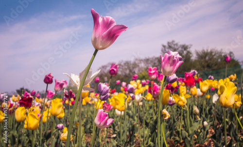 tulip flowers in spring