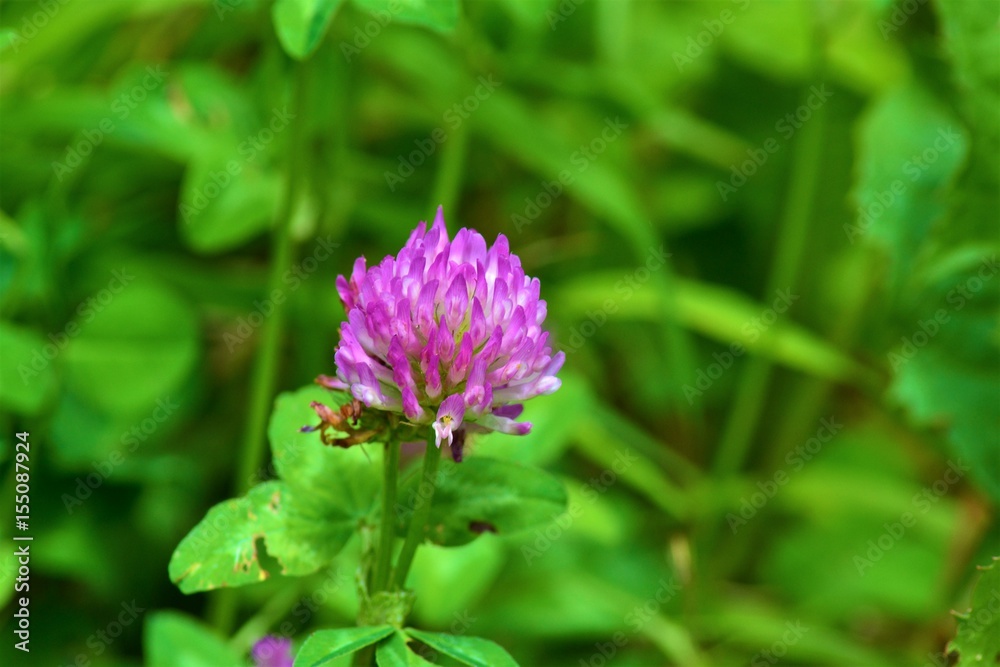 Wiesenklee Wiesenklee