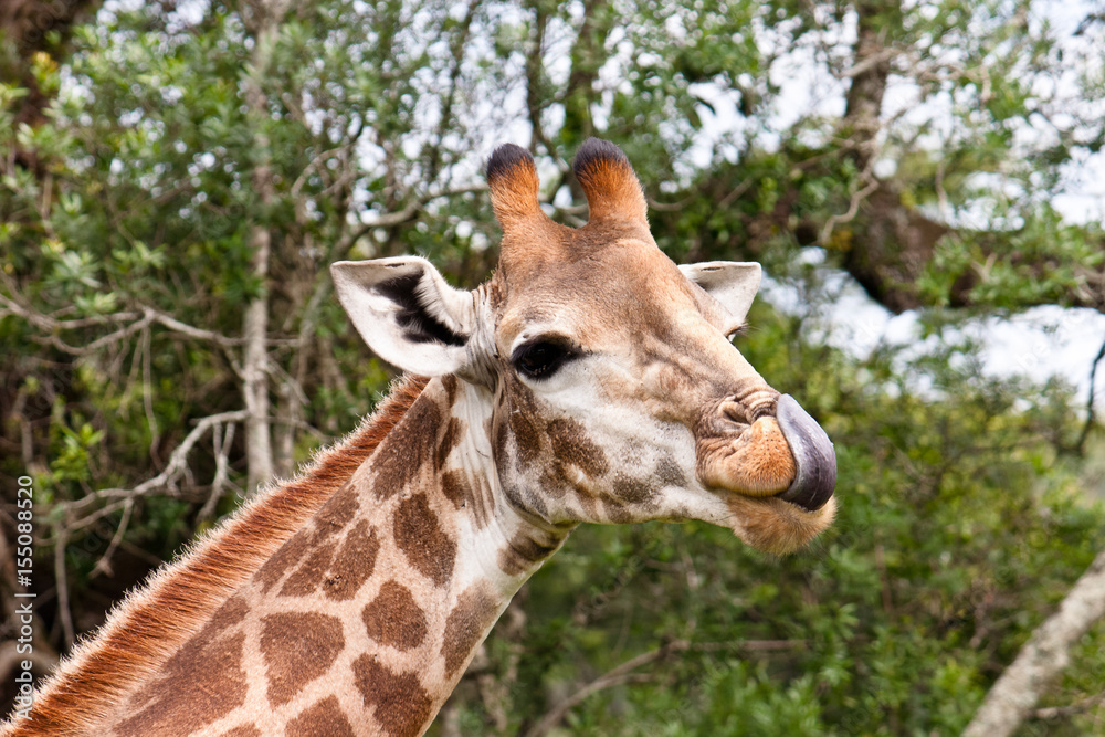 A wild giraffe with the tongue out in South Africa A wild giraffe with the tongue out in South Africa