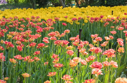 Fototapeta Naklejka Na Ścianę i Meble -  tulip flowers in spring