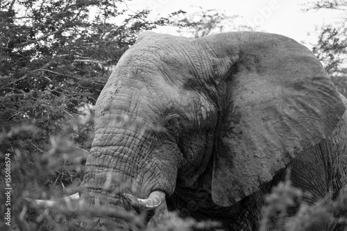 Closeup of an elephant bull in black and white