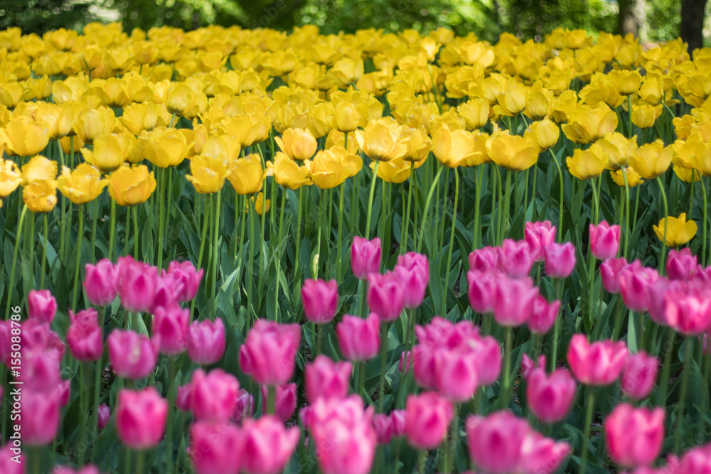 tulip flowers in spring