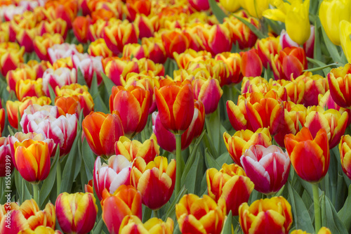 Fresh colorful tulips in warm sunlight photo