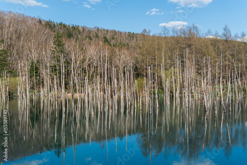 Blue pond at Biei , Hokkaido