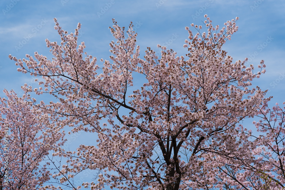 Sakura tree in sunny day