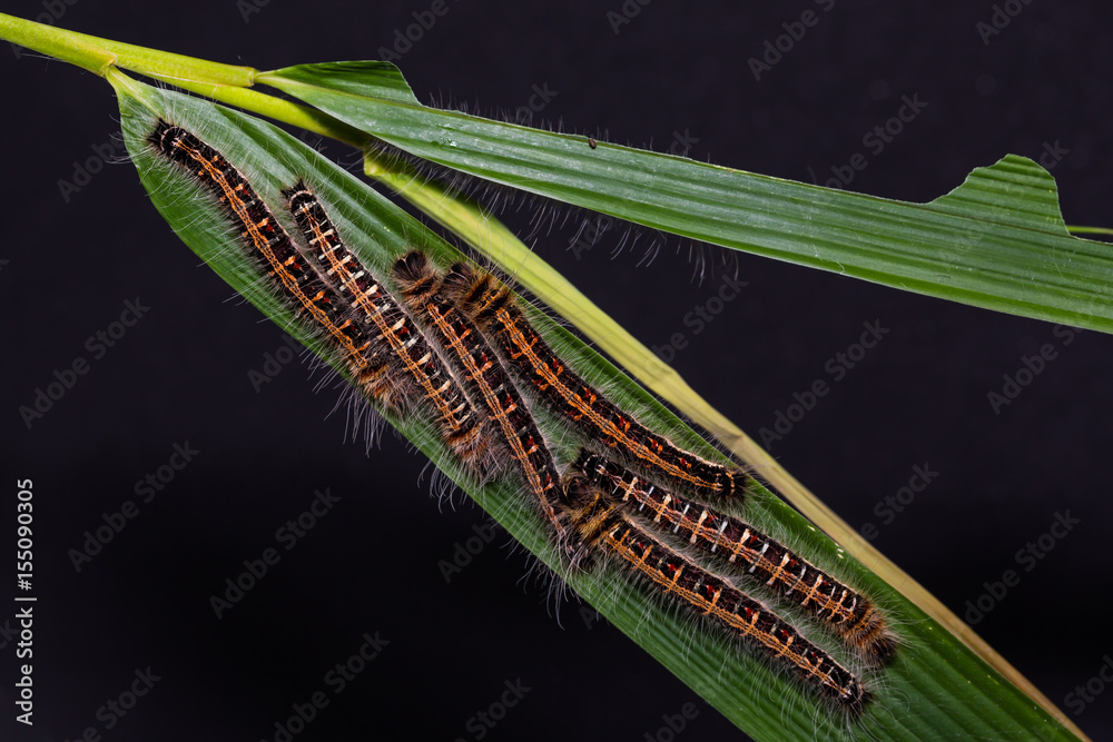 Common Duffer (Discophora sondaica) caterpillars