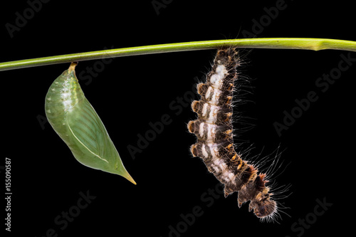 Common Duffer (Discophora sondaica) pupa and caterpillar