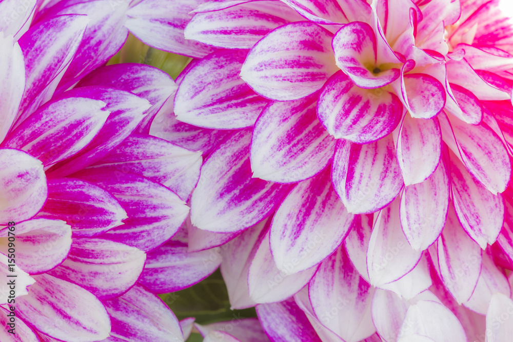 Fototapeta premium Dahlia in garden (Pinnata Cav.)