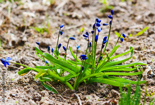 A perennial plant in the primrose Sc  lla blue