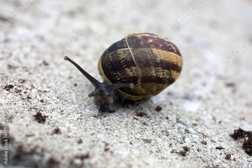 Garden Snail on pavement