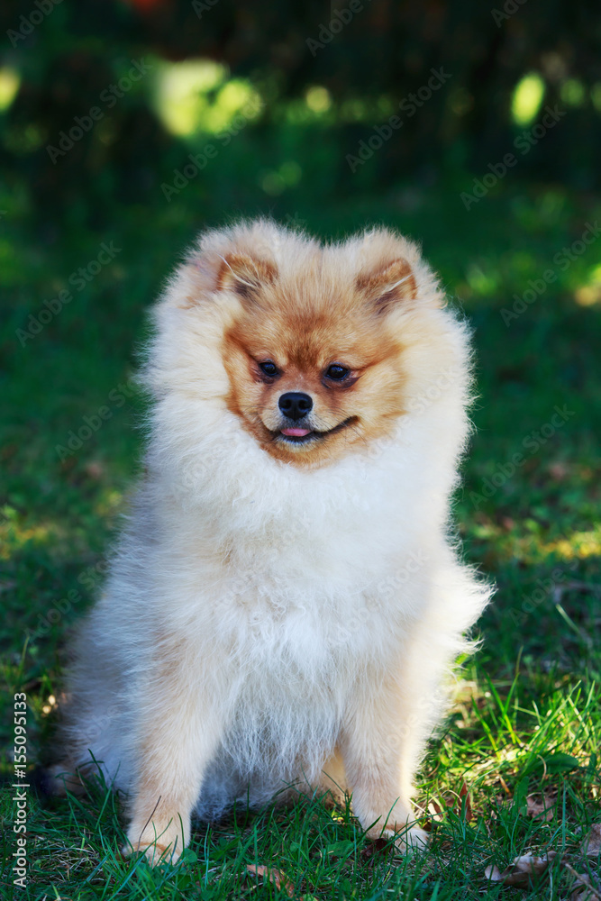 Orange pomeranian dog Orange pomeranian dog