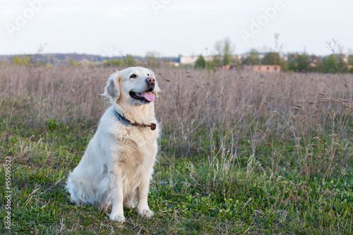 dog breed Golden retriever
