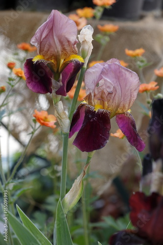 Fototapeta Naklejka Na Ścianę i Meble -  flower iris