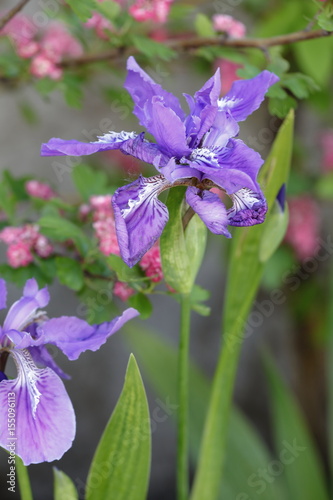 Fototapeta Naklejka Na Ścianę i Meble -  flower iris