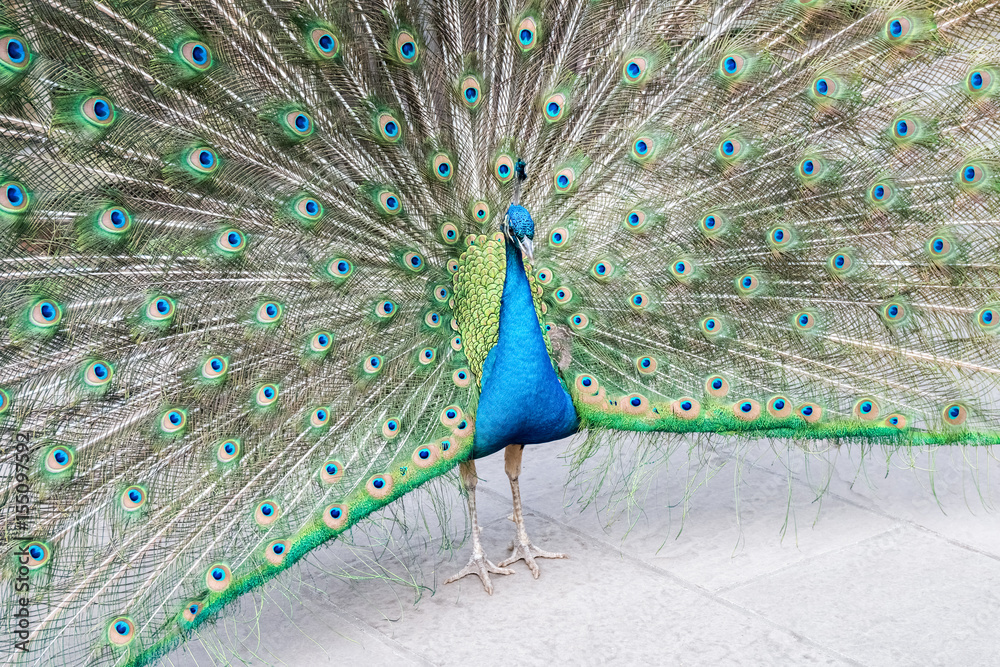 Obraz premium peacock shows its tail