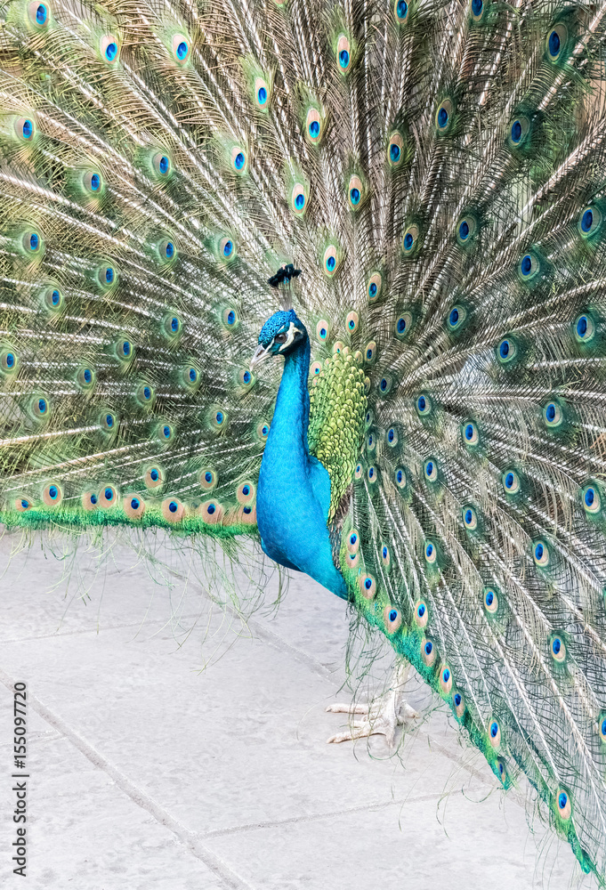 Obraz premium peacock shows its tail