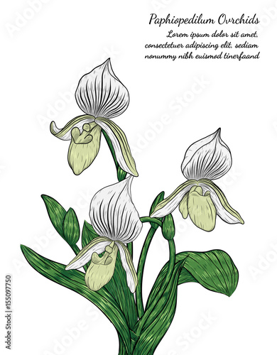 Paphiopedilum orchids card by hand drawing.Orchids vector card on white background.